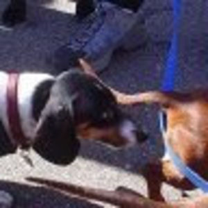 Meet your Posher, Heidi